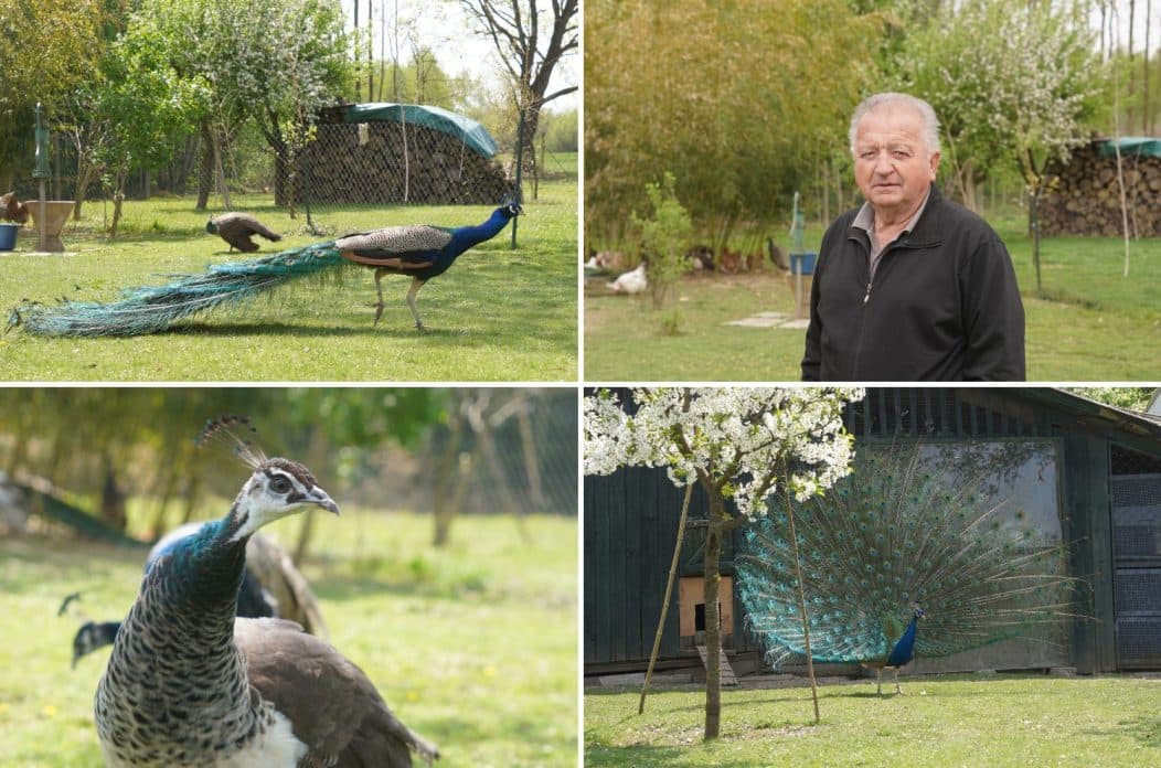 STJEPAN RUŽIĆ Već 43 godine ponosan vlasnik pauna u Mihovljanu: “Imam ih za svoju dušu”