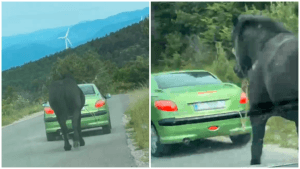 Uznemirujuća snimka iz zaleđa Senja: Automobil vukao konja cestom
