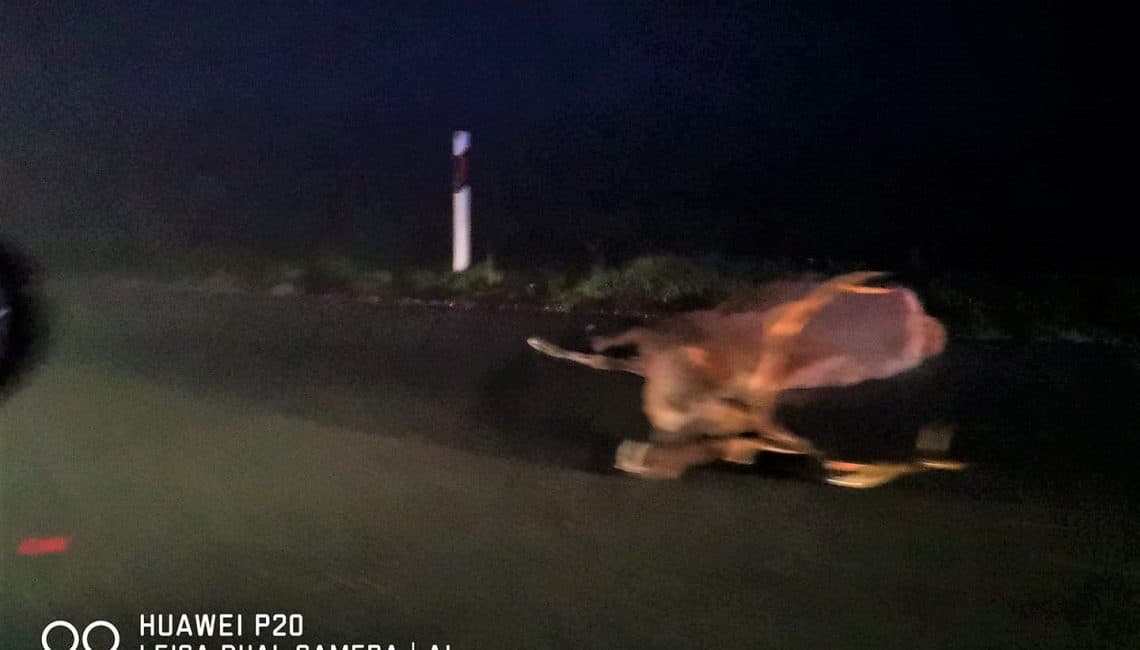 Jelen izazvao lančani sudar, među stradalima čelnici nogometnog kluba