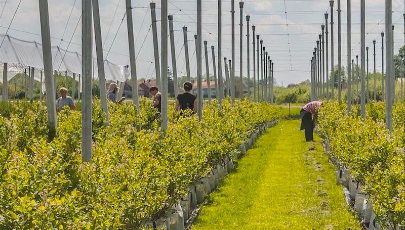 Počela berba: traži se više od 200 berača borovnica