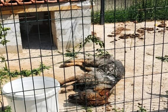 'Prijava ima smisla. Nijedan propis neće pomoći ako čekamo da fotografije postanu javne da bismo se tek tada zgrozili'