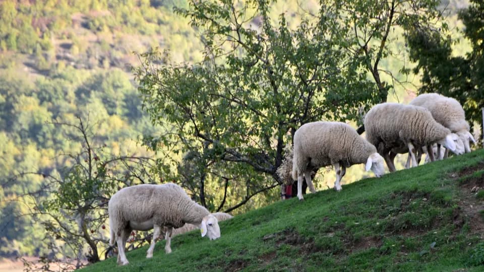 Virus kuge malih preživača potvrđen kod Daruvara: Uginulo desetak janjadi, nalazi potvrdili bolest