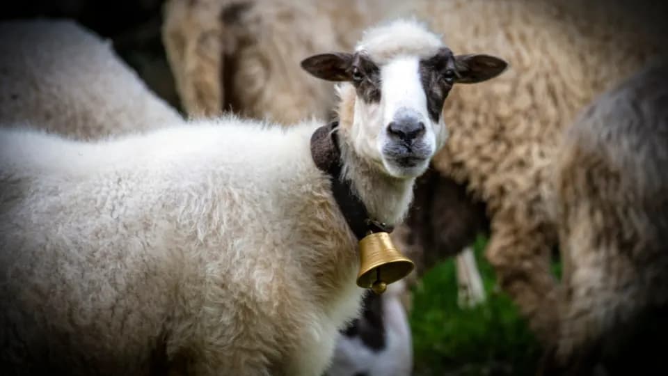 Veterinar iz Daruvara: "Eutanazirali smo dio ovaca u Markovcu, čekamo nalaze za ostatak stada"