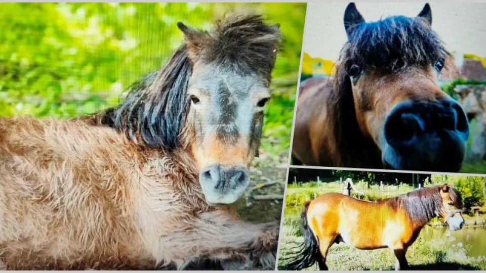 Dirljiv oproštaj od Miška koji je osvajao srca u Grginom konaku: "Sve bi dali za još jednu utrku..."