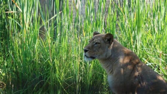 Kobni sukob u zagrebačkom ZOO-u: Lav ubio lavicu