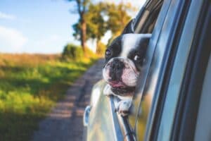 Veterinarska udruga: Online dezinformacije mogu ugroziti kućne ljubimce