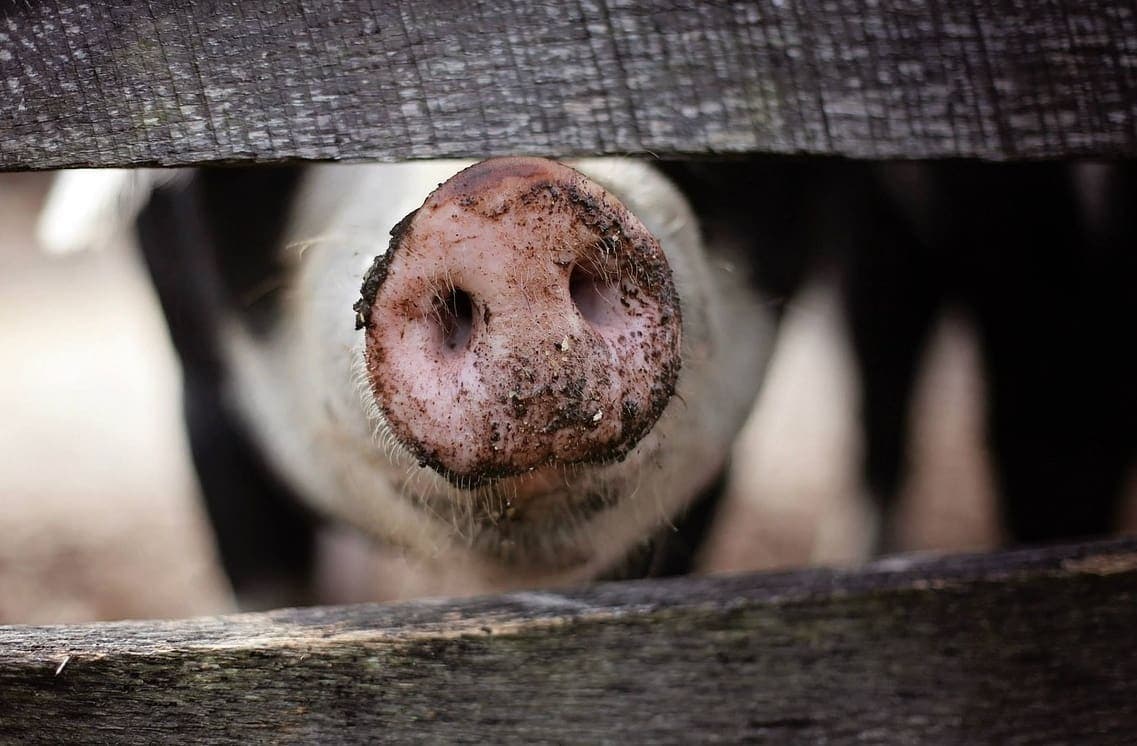 OGLASIO SE VETERINAR 'Vidio sam da niti jedna svinja nema markicu. Vozač mi je odbrusio: Mi samo vozimo'