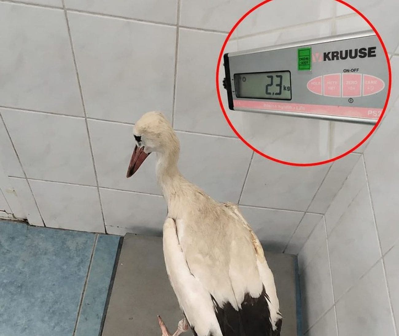 Roda iz Makarske bila je propucana, evo u kakvom je stanju sada