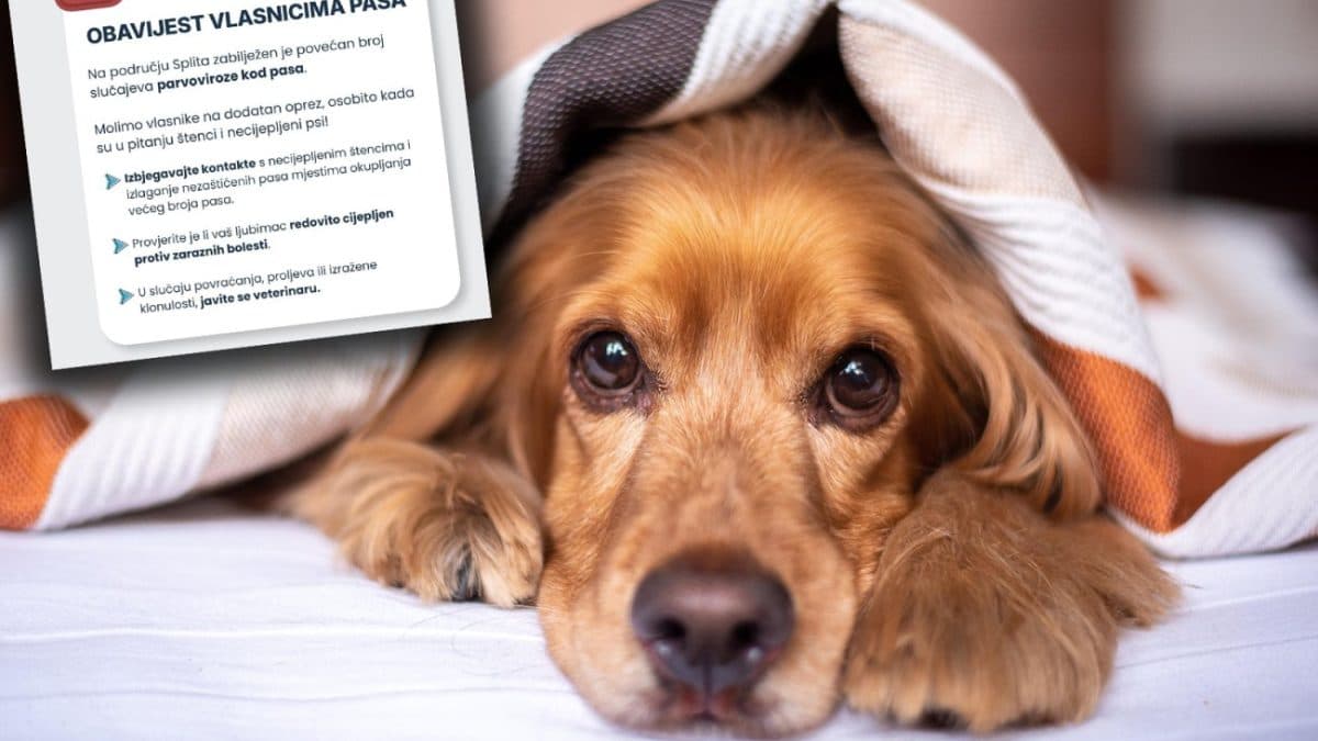 Upozorenje vlasnicima pasa u Splitu: Povećan broj slučajeva opasne zarazne bolesti, veterinari otkrili na što treba paziti