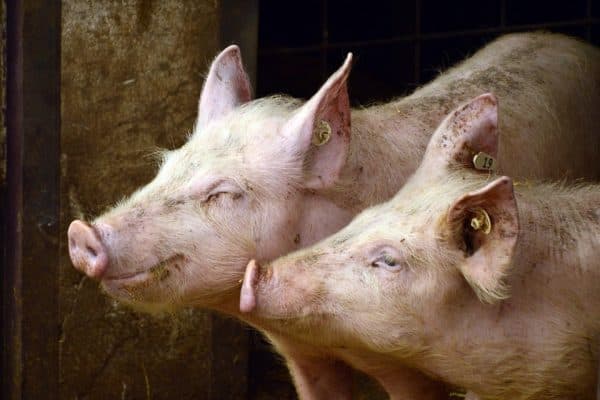 Nova izbijanja afričke svinjske kuge na području OBŽ, bez novih slučajeva u VPŽ