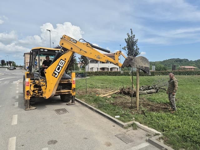 Vižinada bogatija za lipe, kestene, trešnje… Brzo stiže i novi drvored