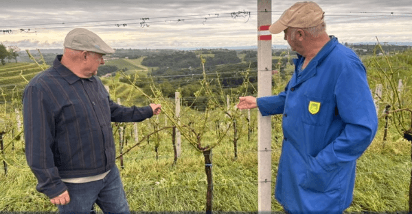 Katastrofalne posljedice sinoćnjeg nevremena, tuča poharala vinograde