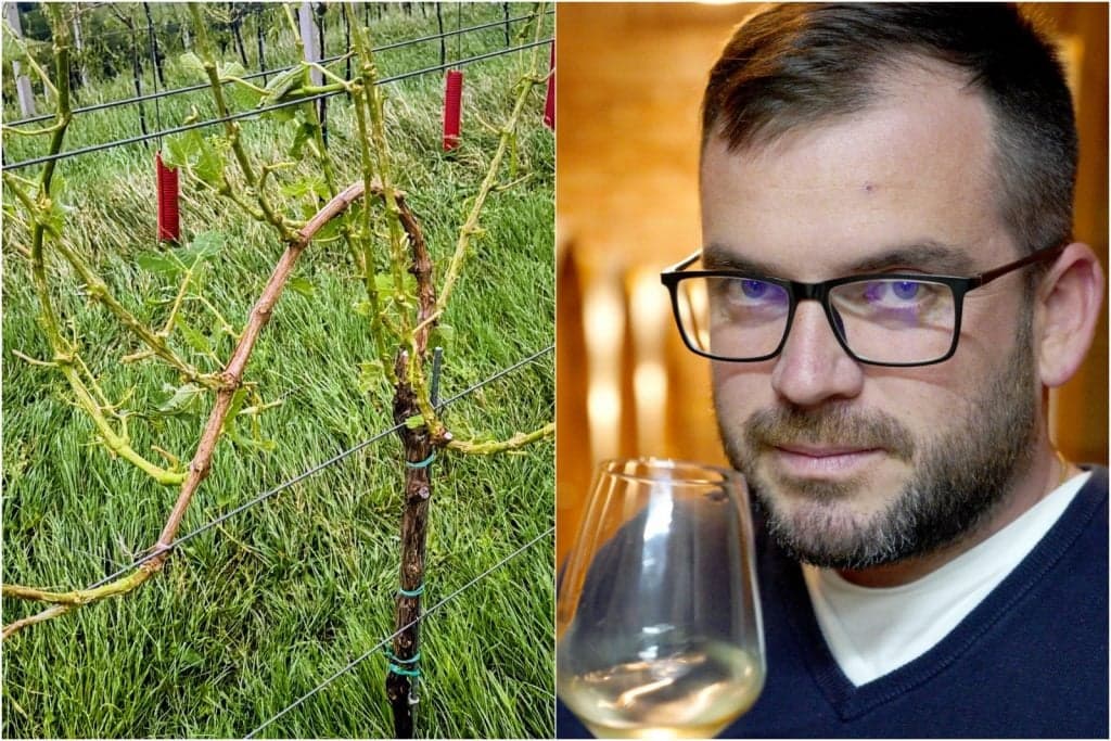 Vinarija Štampar pogođena katastrofalnom tučom: „Noćas nam je srce ostalo u vinogradu“