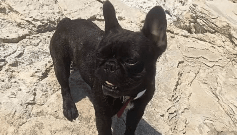 Trojica mladića nakon nesreće odvezla psa prema veterinaru, od tada mu se gubi svaki trag