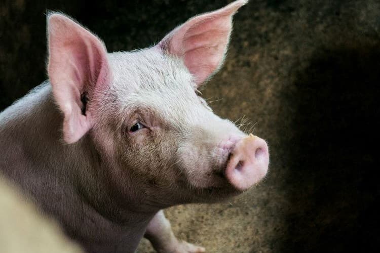 Naselja Budakovac, Detkovac, Novi Gradac, Vladimirovac, Kapinci, Novaki i Vaška proglašena zonom nadziranja